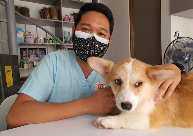 Pet-Friendly Homes: A Guide to Window Shades and Veterinary Services.