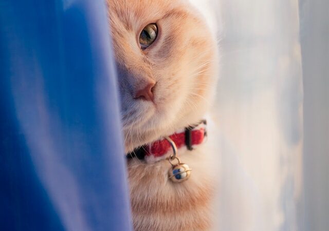 hazelgreenanimalhospital.com - From_Home_Equity_to_Veterinary_Care_The_Unexpected_Ways_a_Reverse_Mortgage_Can_Benefit_Your_Animal_